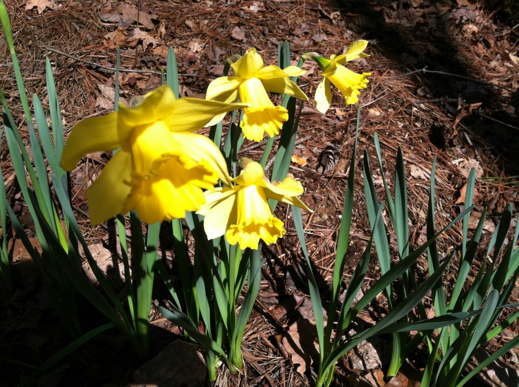 Spring Daffodils - Decorating With Yellow