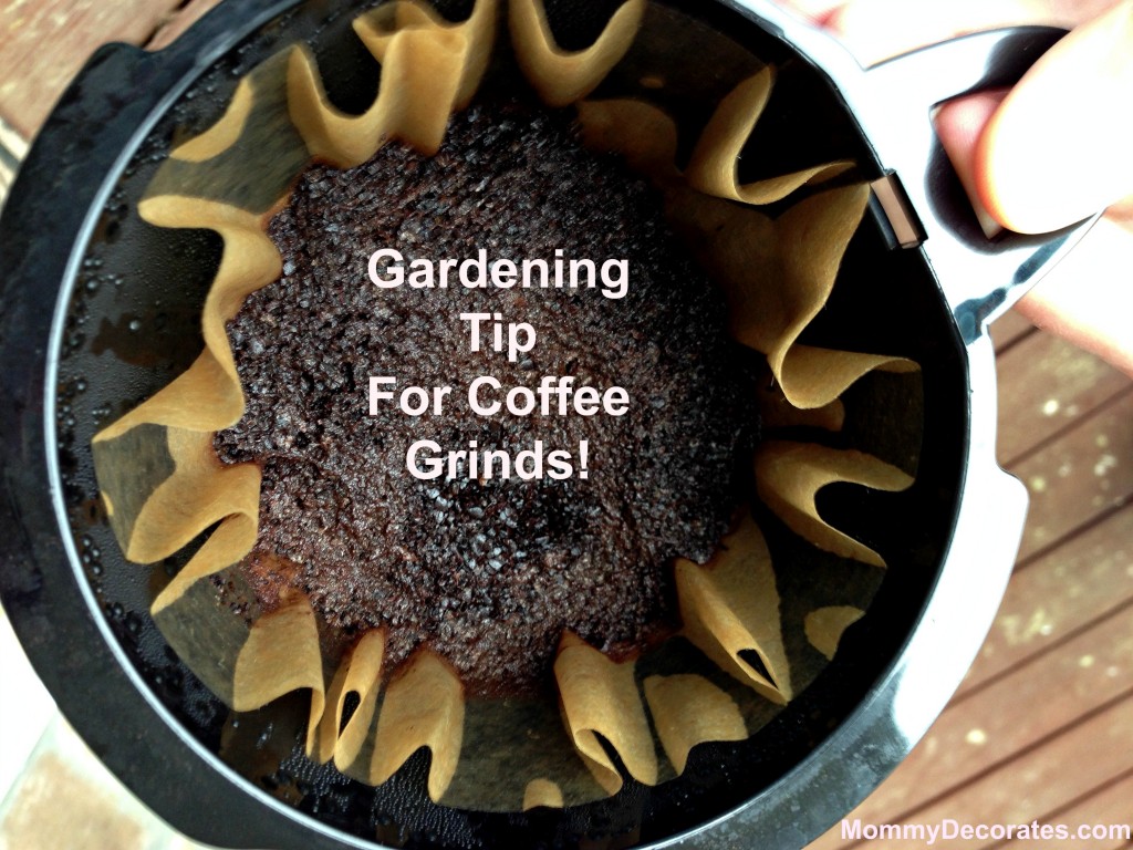 Gardening Tip For Coffee Grounds