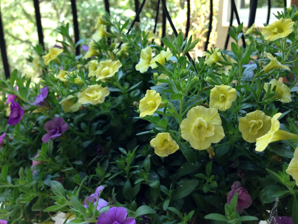 How To Make Flowers Bloom Better Using Coffee Grounds 